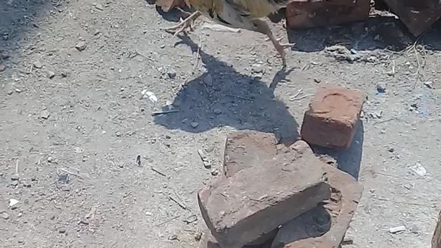 Funny animals videos