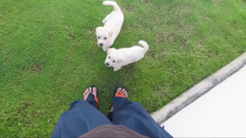 1 Minute Video - Doggie