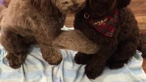 Brown dog points to boyfriend dark brown dog in red bandana