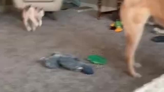 Cat sneak attacks dog and then runs away