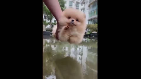 cute puppy