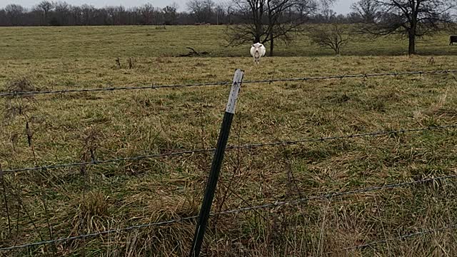 Neighbor's cows