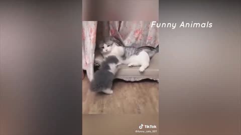 Best Funny Animal || Funny Cat 10/10