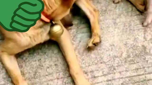 Funny animal