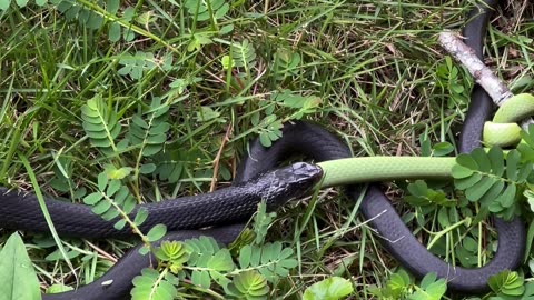 Snake Eats Another Snake