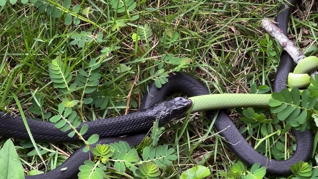 Snake Eats Another Snake