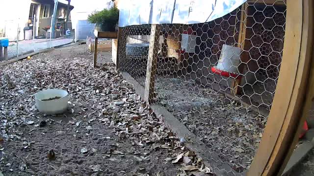 Time lapse chickens in their day run