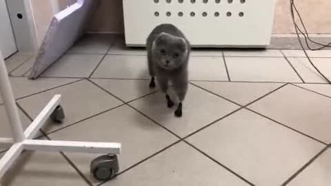 Russian Vet fashions artificial feet for kitty