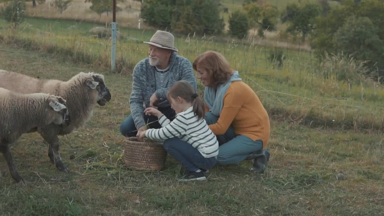 Senior couple with grandaughter feeding a sheep on the farm