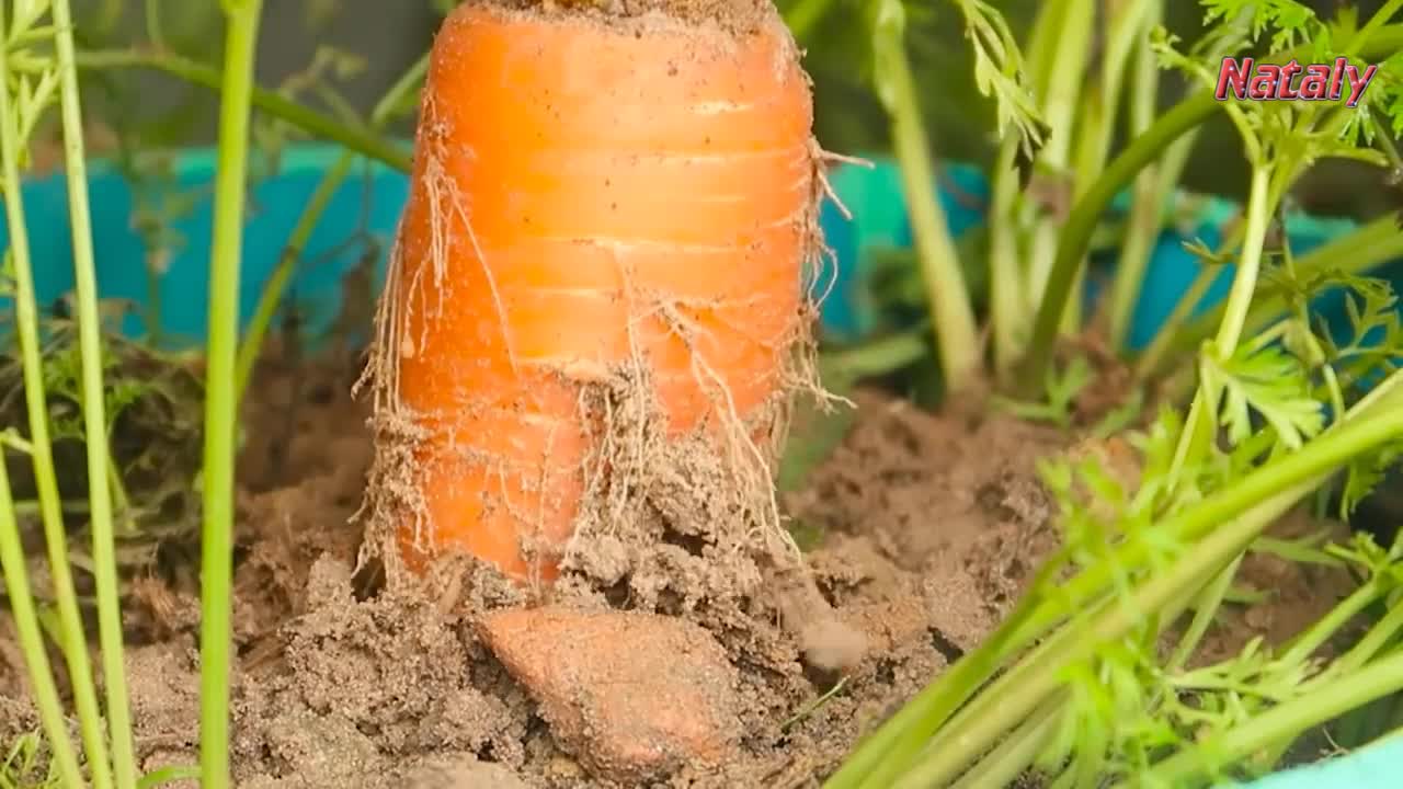 Growing carrots in plastic pots