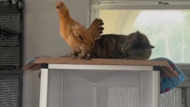 Chicken and cat have a good relationship. They often play together