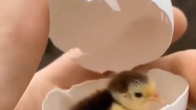 Cute little chick in its egg