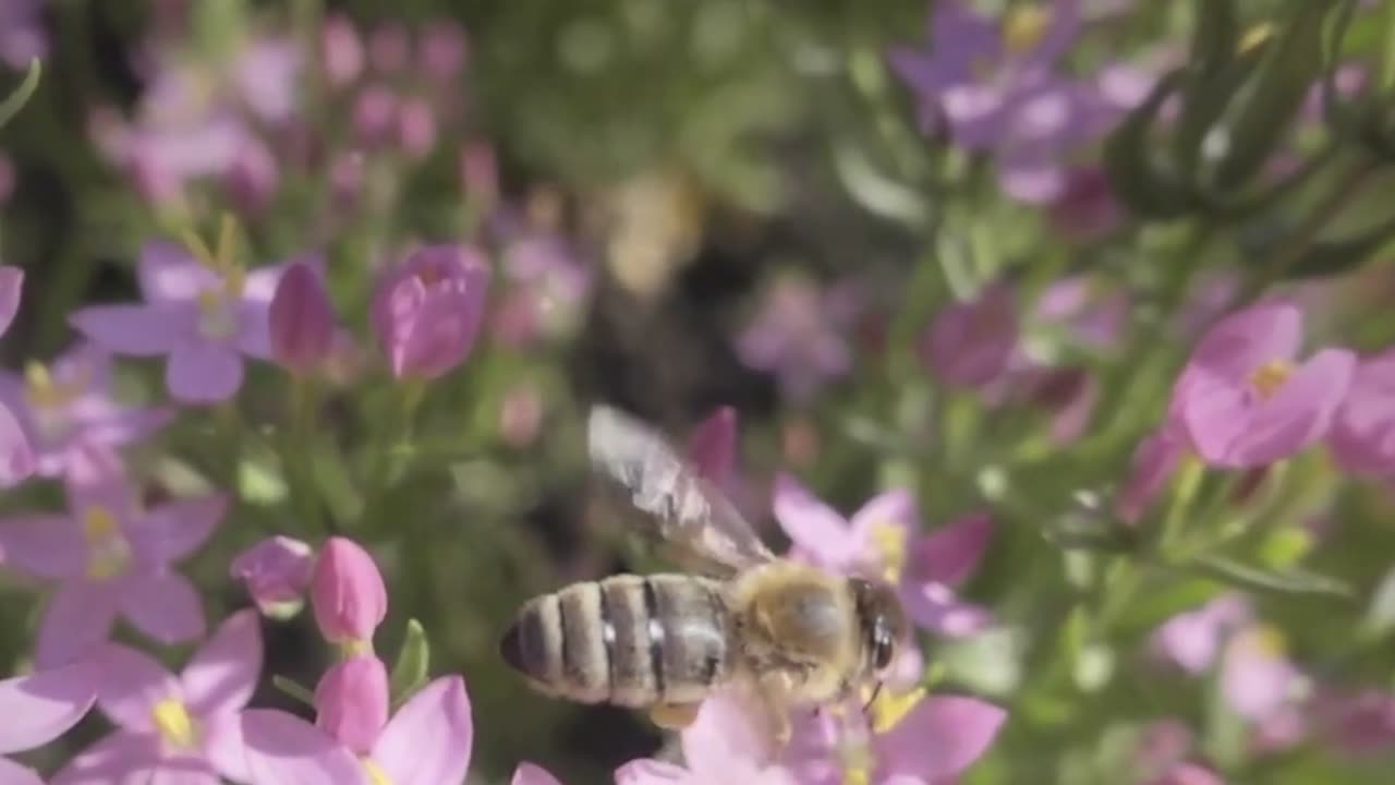 Whispers of the Winged Dream: An ASMR Butterfly Tale, Watch it Before You Go to Bed Story 2