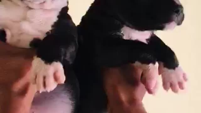 Twins dog| naughty dog| cute dog| kind herted dog| baby of dog|