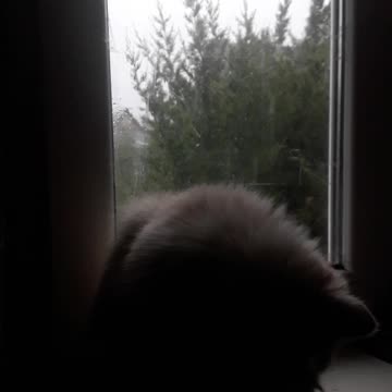Cat and rain