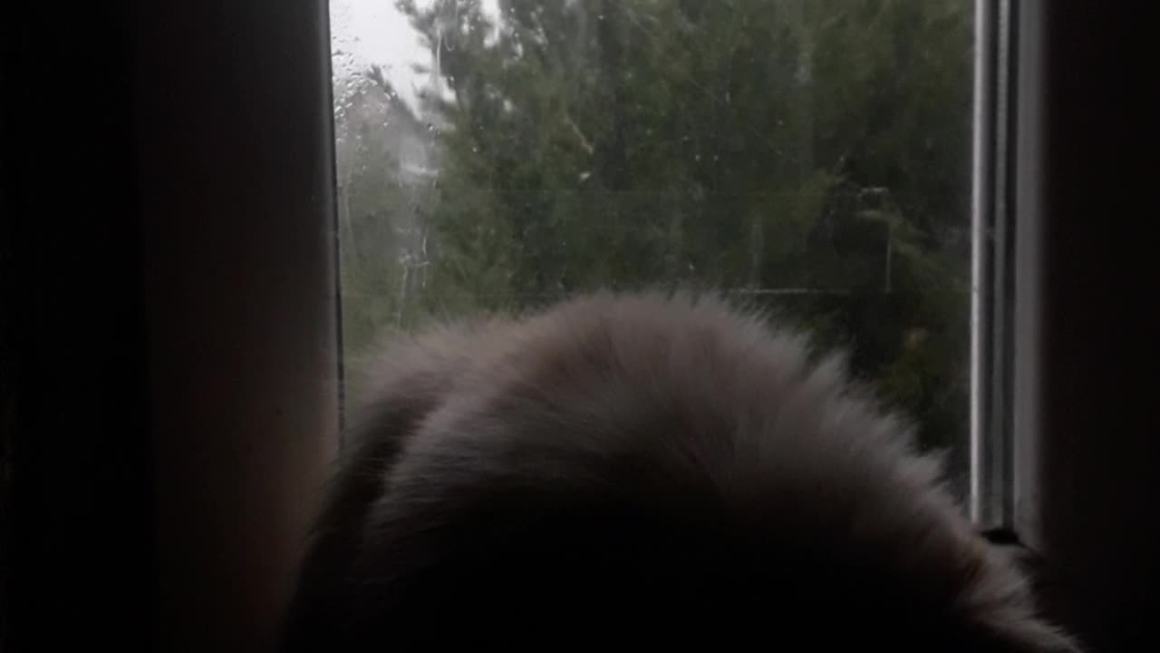 Cat and rain