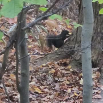 Rare footage of black squirrel pt 2
