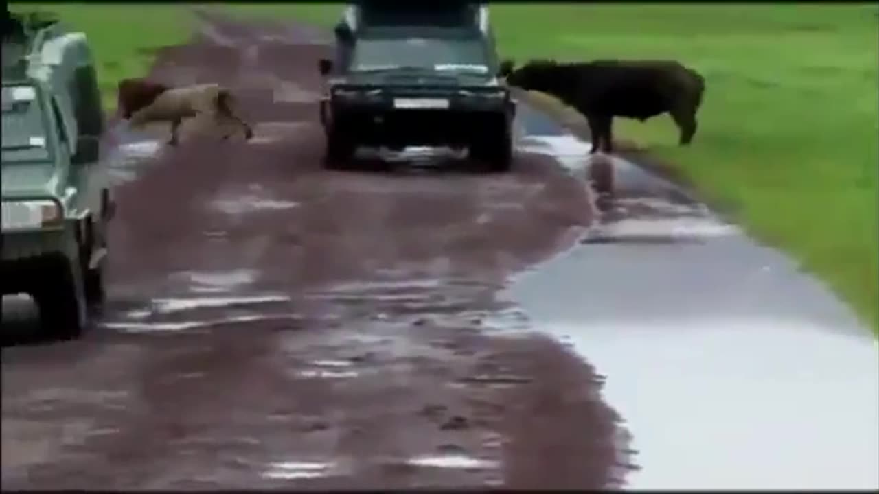 Lion Attack Buffalo But.. - Animals Attack-Fights - Magnet News4u