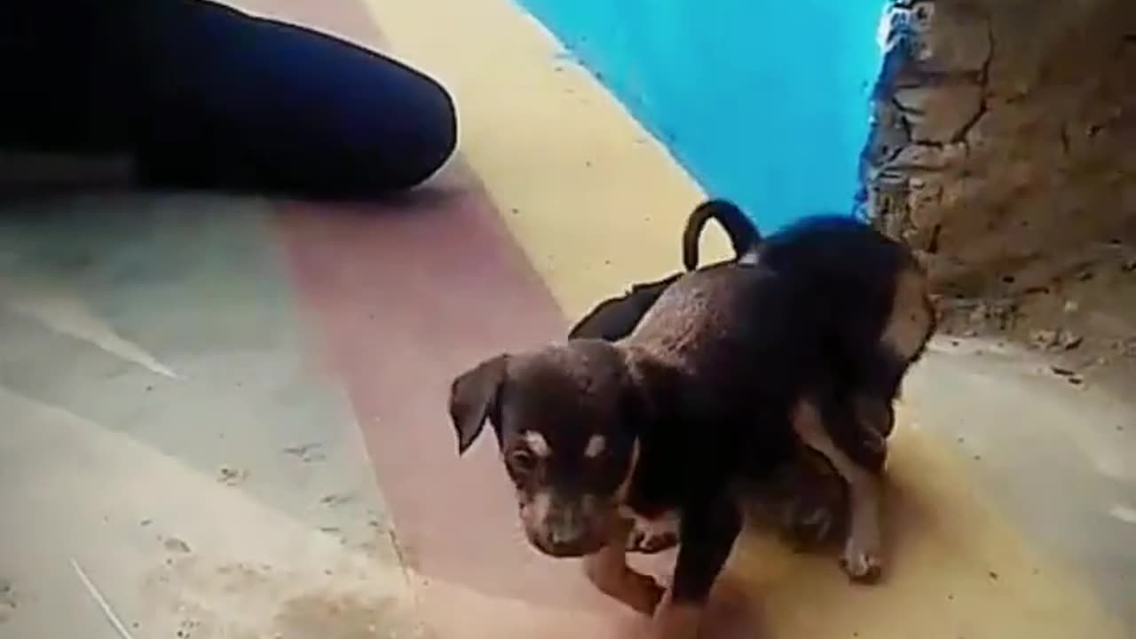 Cute puppies playing 🐕