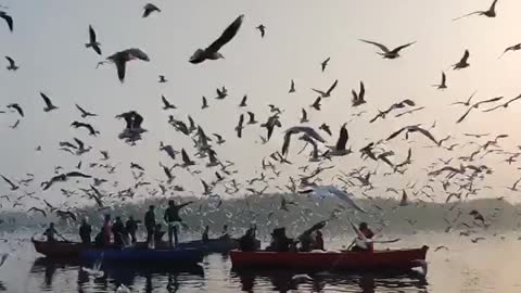 Birds flying 🦆😍