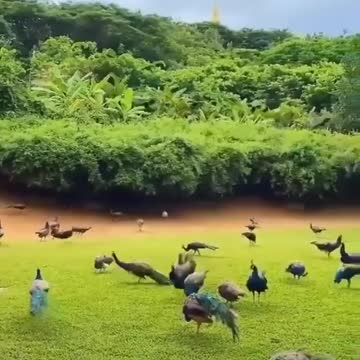 hungry peacocks are no match for nest of aggressive fire ants