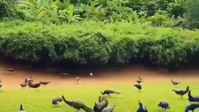 hungry peacocks are no match for nest of aggressive fire ants