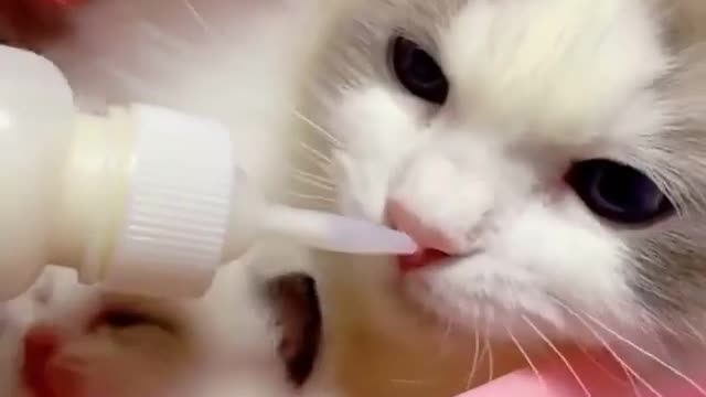 How cute cats baby drinking milk