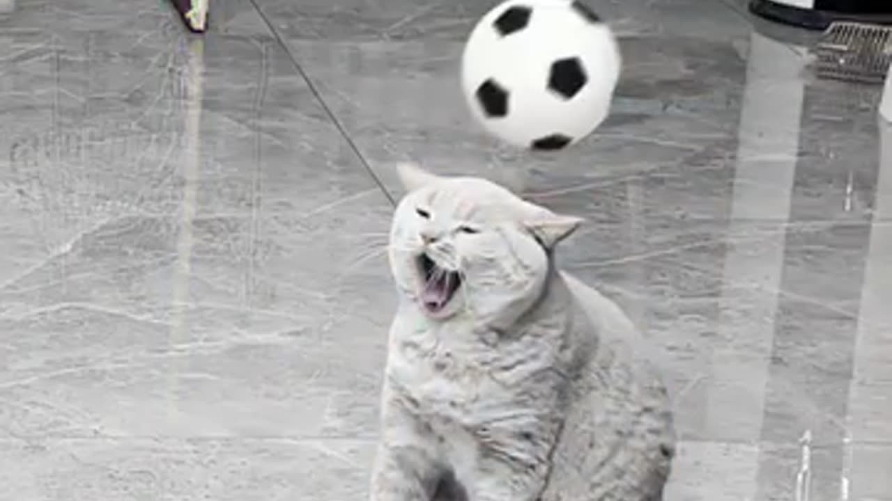 "Hilarious Cat Compilation - Prepare to Laugh Out Loud!"