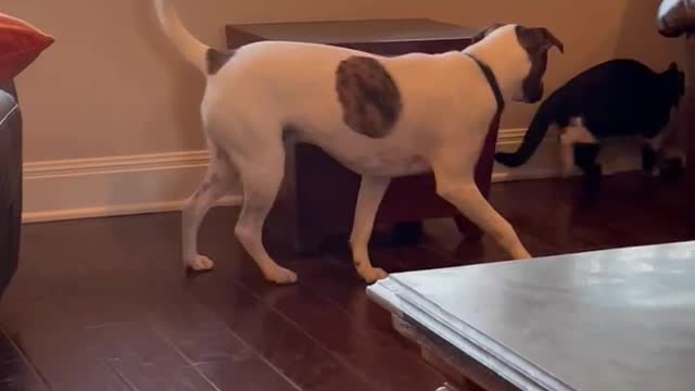 Cat and dog play peekaboo! Thank