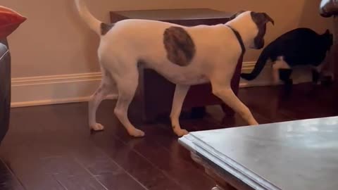 Cat and dog play peekaboo! Thank