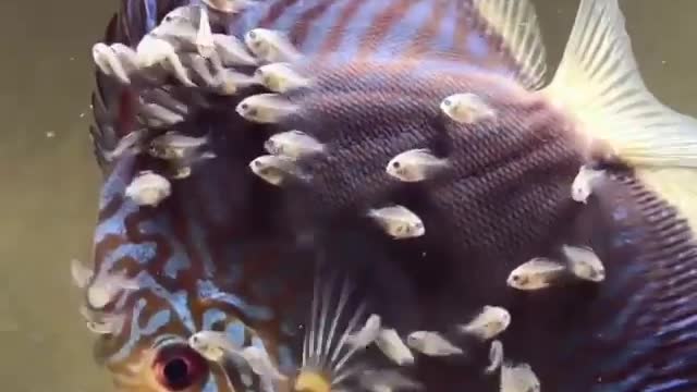 beautiful fish that nurtures its young from attacking fish.