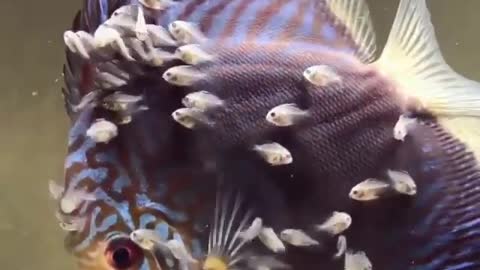 beautiful fish that nurtures its young from attacking fish.