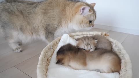 Daddy _cat_Chacha _meet the kittens 1st time