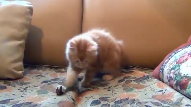 My cute cat. Cat videos