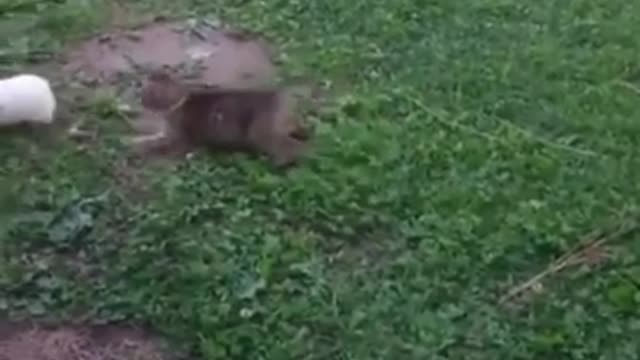 Funny Animals With Funny Music - Laugh Guaranteed - Watch N Laugh