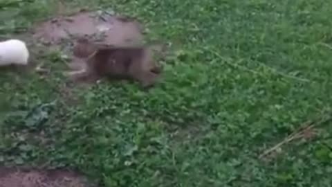 Funny Animals With Funny Music - Laugh Guaranteed - Watch N Laugh