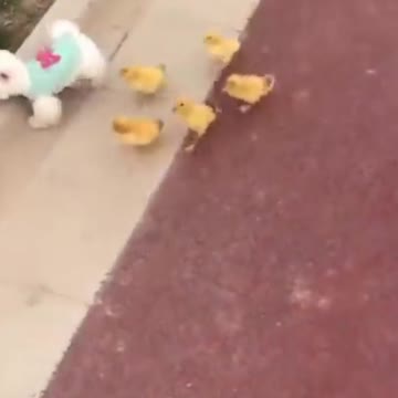 PETS NEVER LIE ABOUT LOVE-01 #shorts