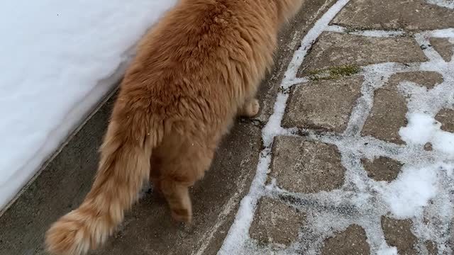 Cat on the street