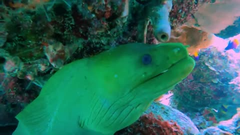 Moray_eels'_most_impressive_teeth_are_ones_you_don't_see(360p).mp4