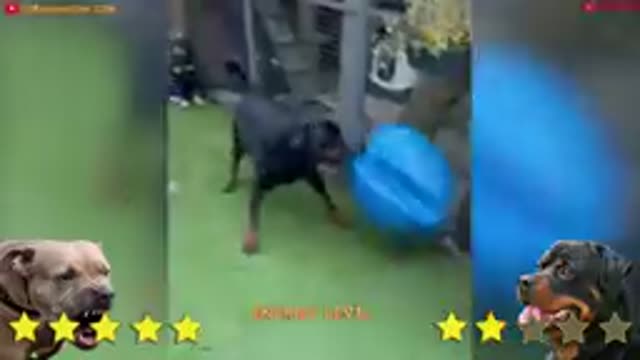 Pitbull vs Rottweiler comparison