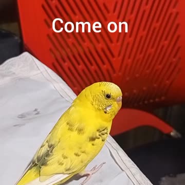 پرنده زیبا و دوست داشتنی 🥰 beautiful and lover bride 😊