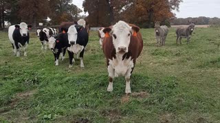 FEEDING THE COWS