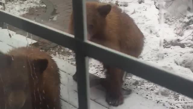 Curious Cubs