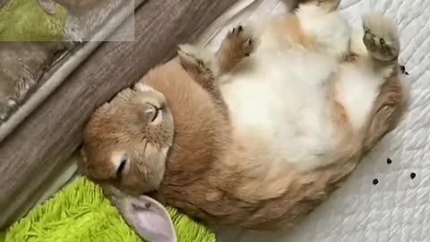 sleeping rabbit