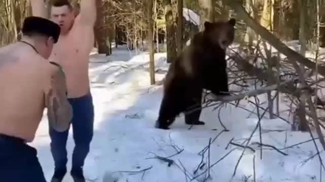 Bear training in support of Donald Trump