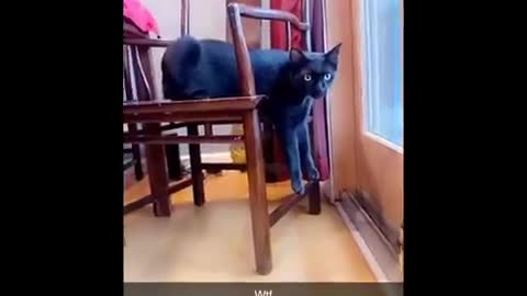 Funniest cats #1