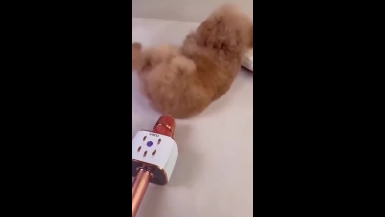 Best Random Funny Cats And Dogs on 2022