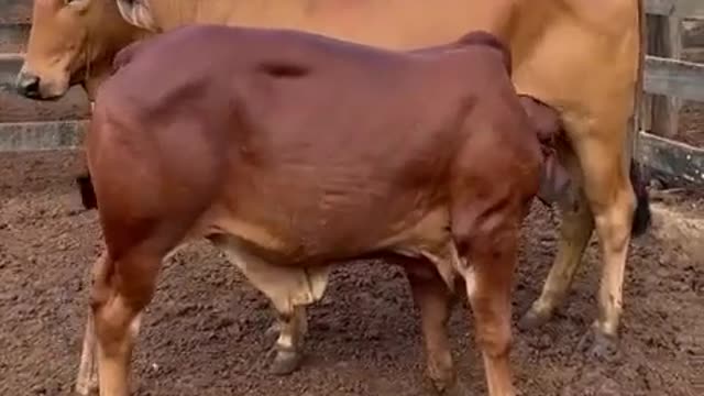 Esse é bom de verdade 👏