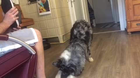 Dog totally overreacting about owners smelly shoe