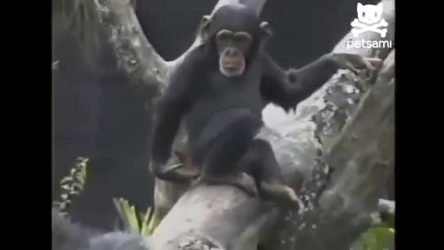 Macaco desmaia veja o motivo